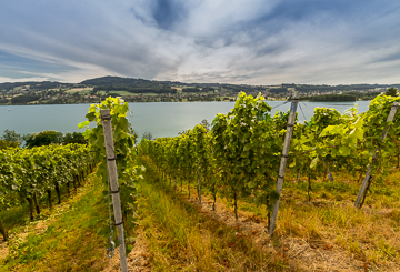 Beratung_Wein_Reben