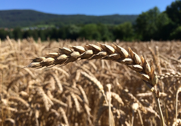 Bild Brotgetreide