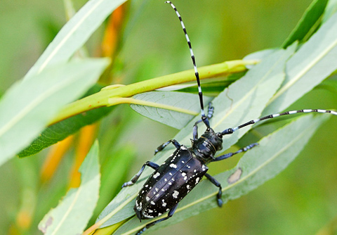Asiatischer Laubholzbockkäfer