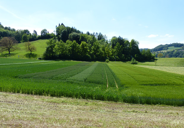 Bild Futtergetreide