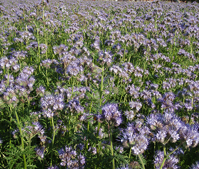 Phacelia