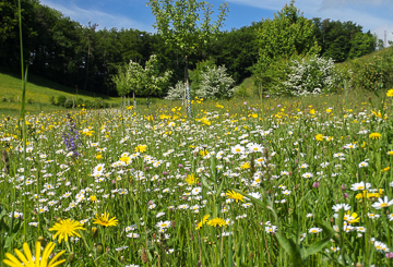 Beratungsangebot Biodiversität Wiese
