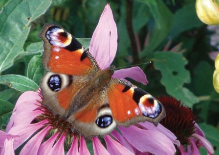 Schmetterling