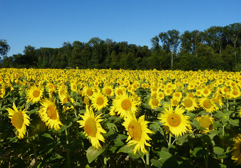 Bild Sonnenblumen Sorten