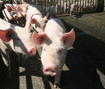 Bild Schweine REB 2018