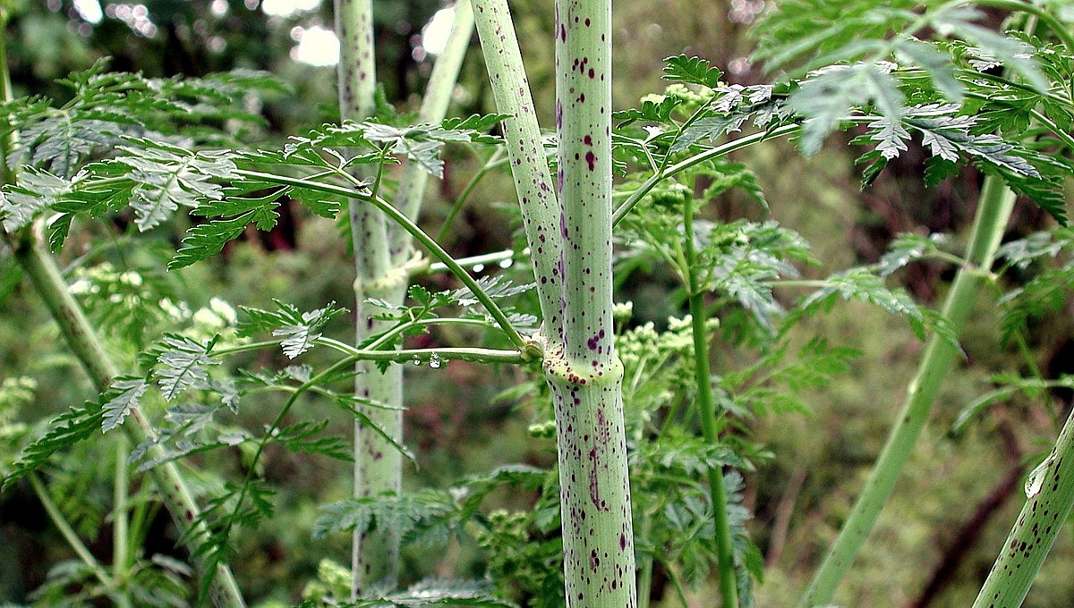 FB 250610 Gefleckter Schierling Stängel
