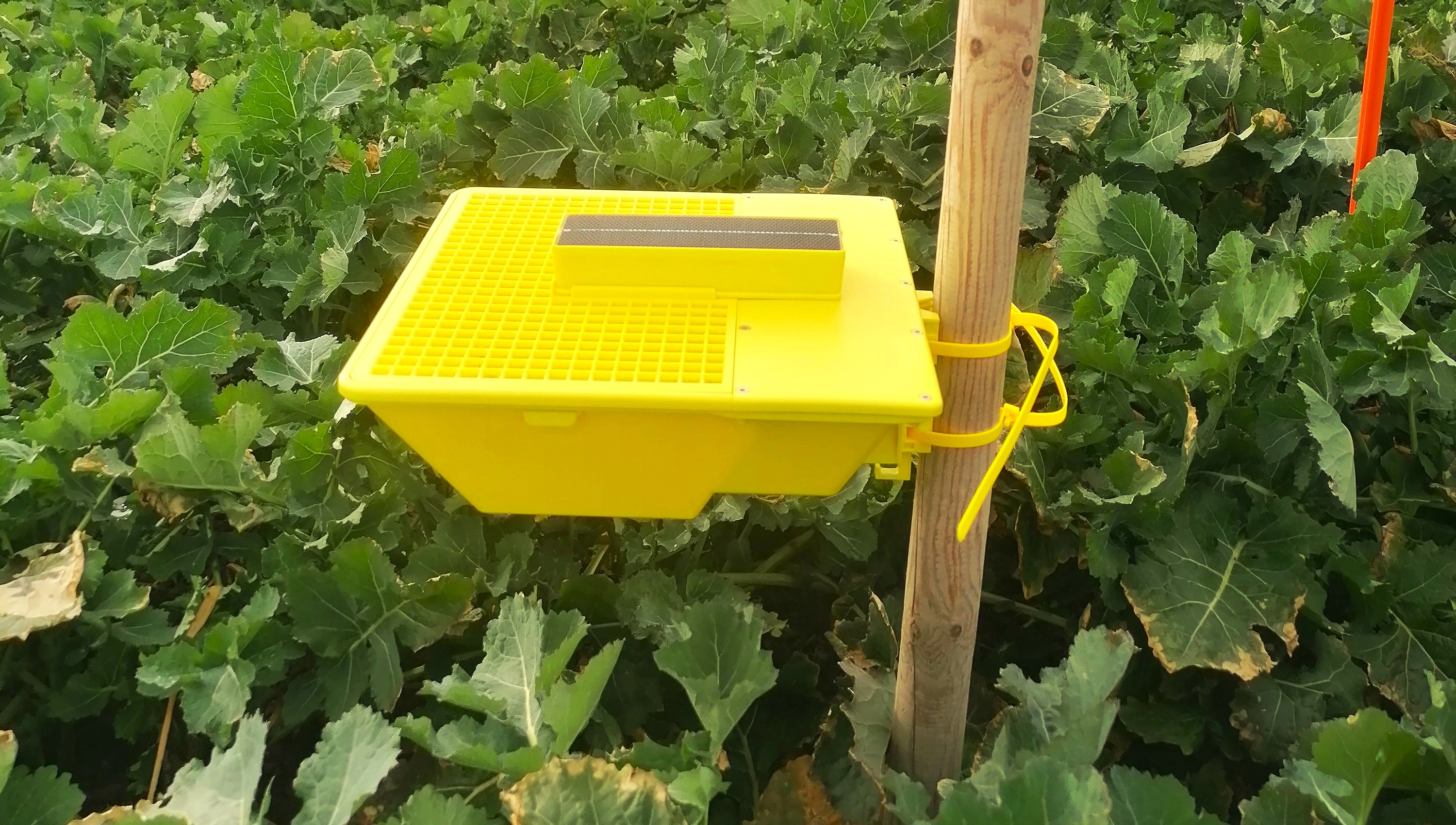 FB 250410 Gelbfalle Raps