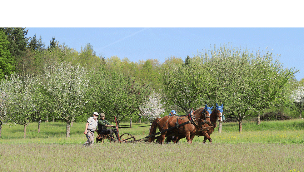 Kurs Schaffe met Ross