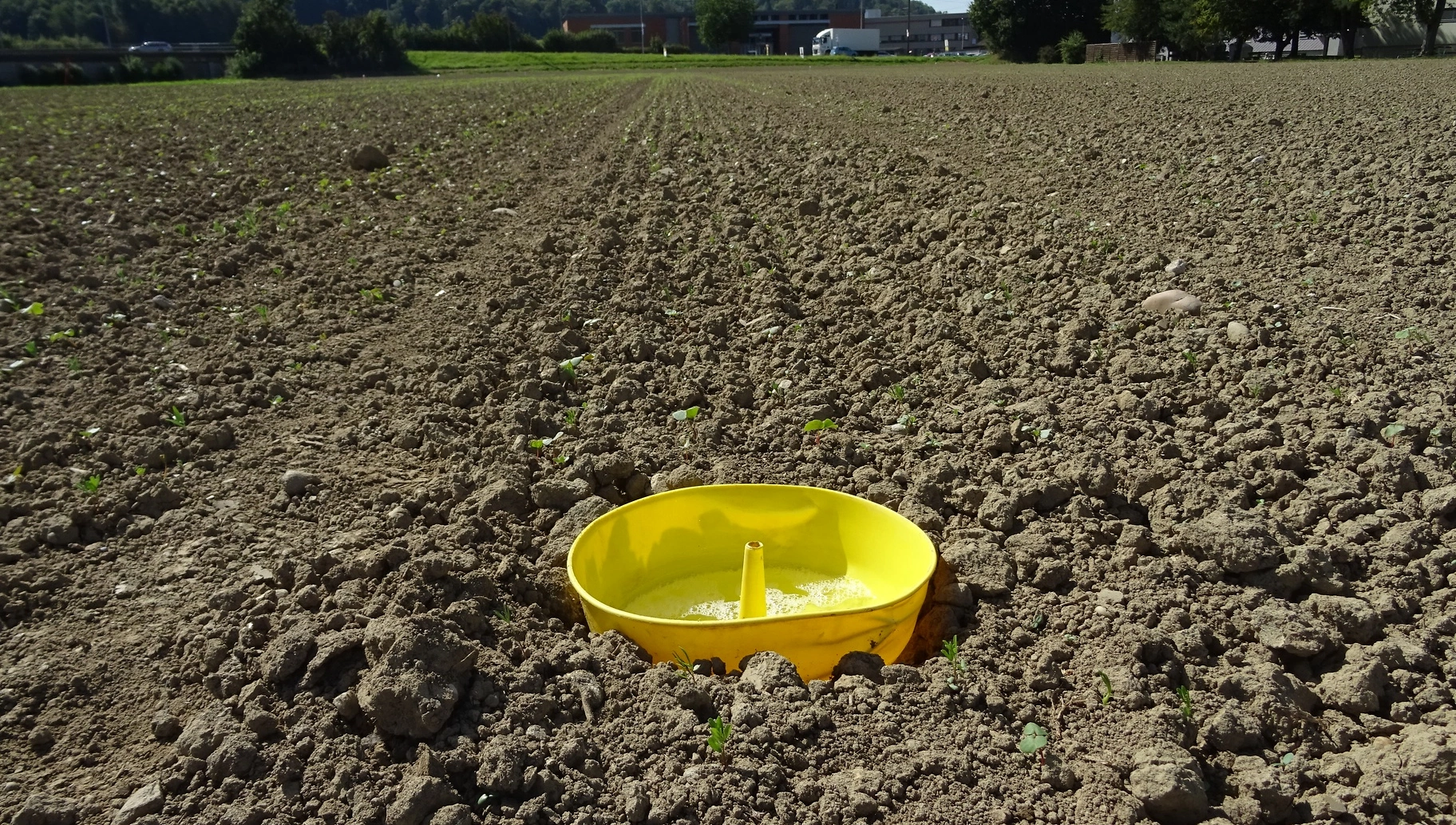 FB 250410 Gelbfalle Rapserdfloh