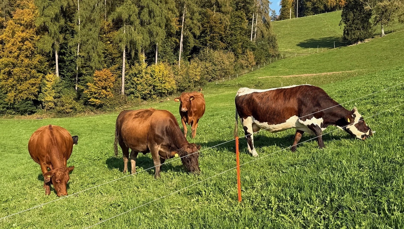 FB 251017 Herbstweide Mutterkühe FB 251017 Herbstweide Mutterkühe