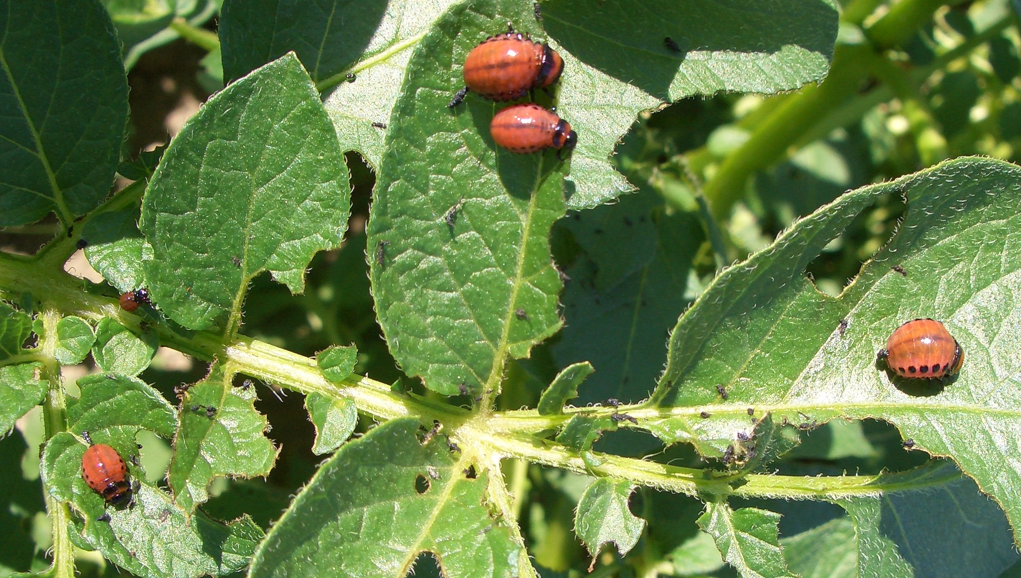 FB 250409 Kartoffelkäfer-Larven