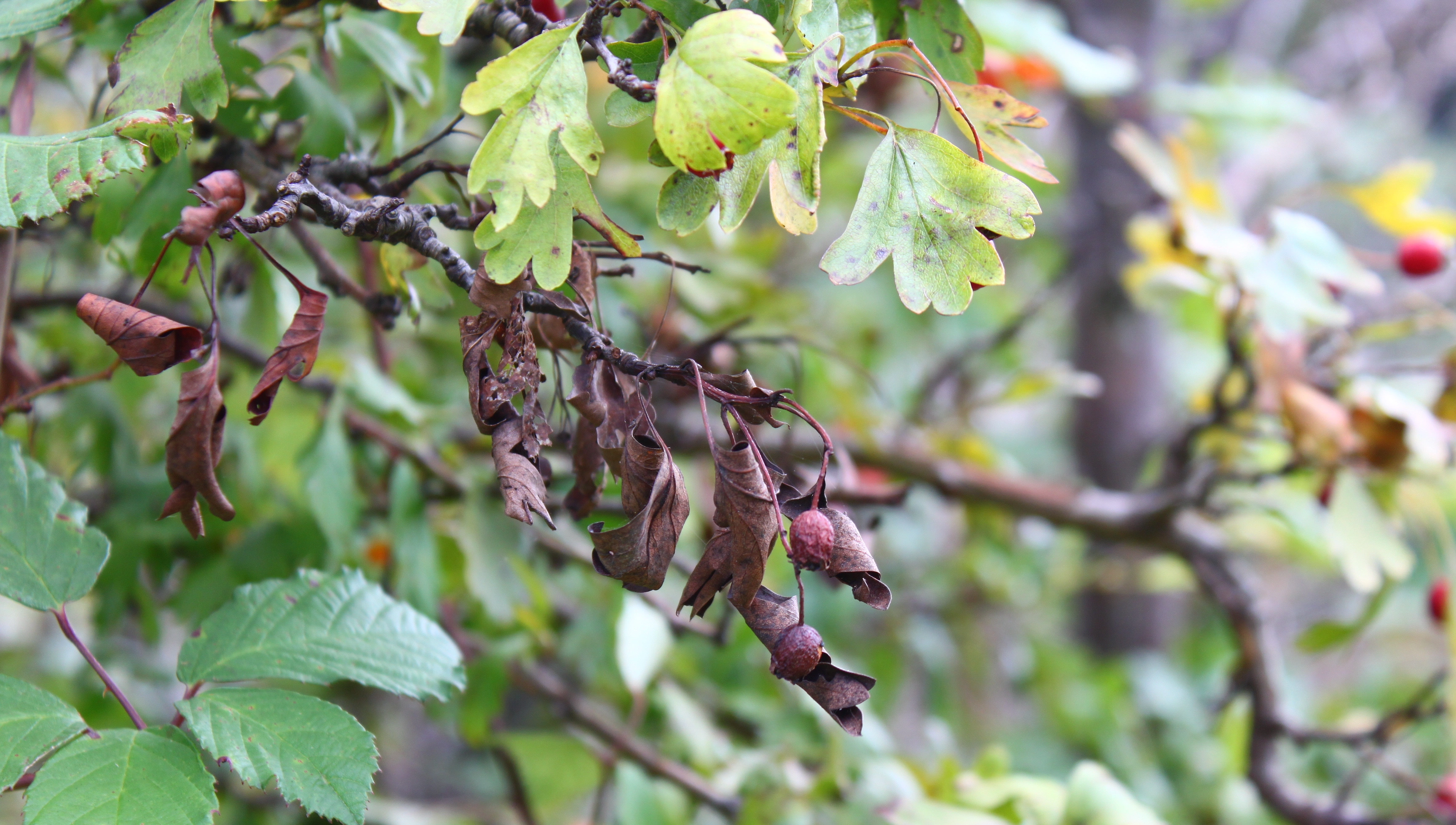 FB 250610 Feuerbrandbefall auf Weissdorn
