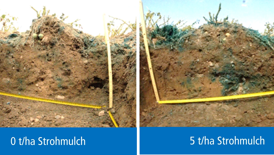 Strohmulch Wasserinfiltraton