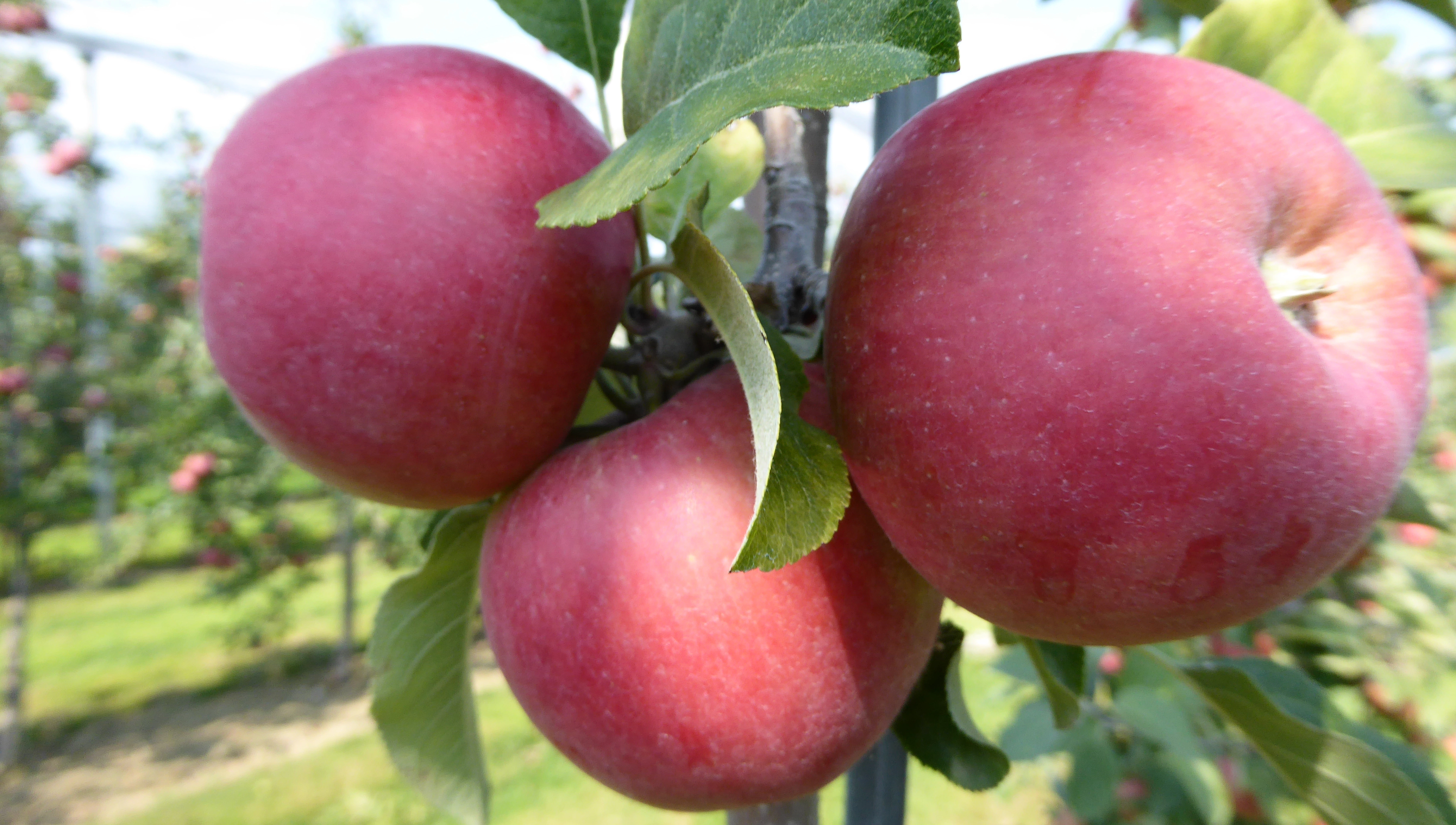 Ladina am Baum kurz vor der Ernte 2015 9