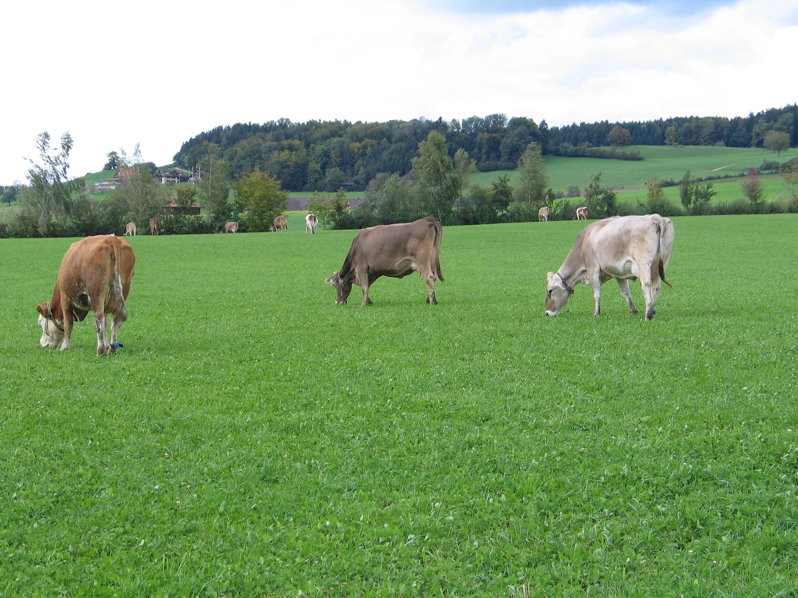 FB 261022 Herbstweide K&uuml;he