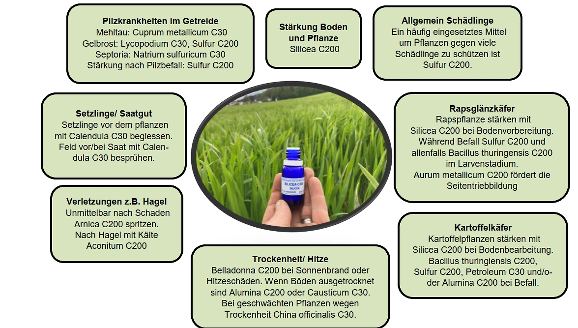 FB 250409 Einsatz Homöopathie Pflanzenbau