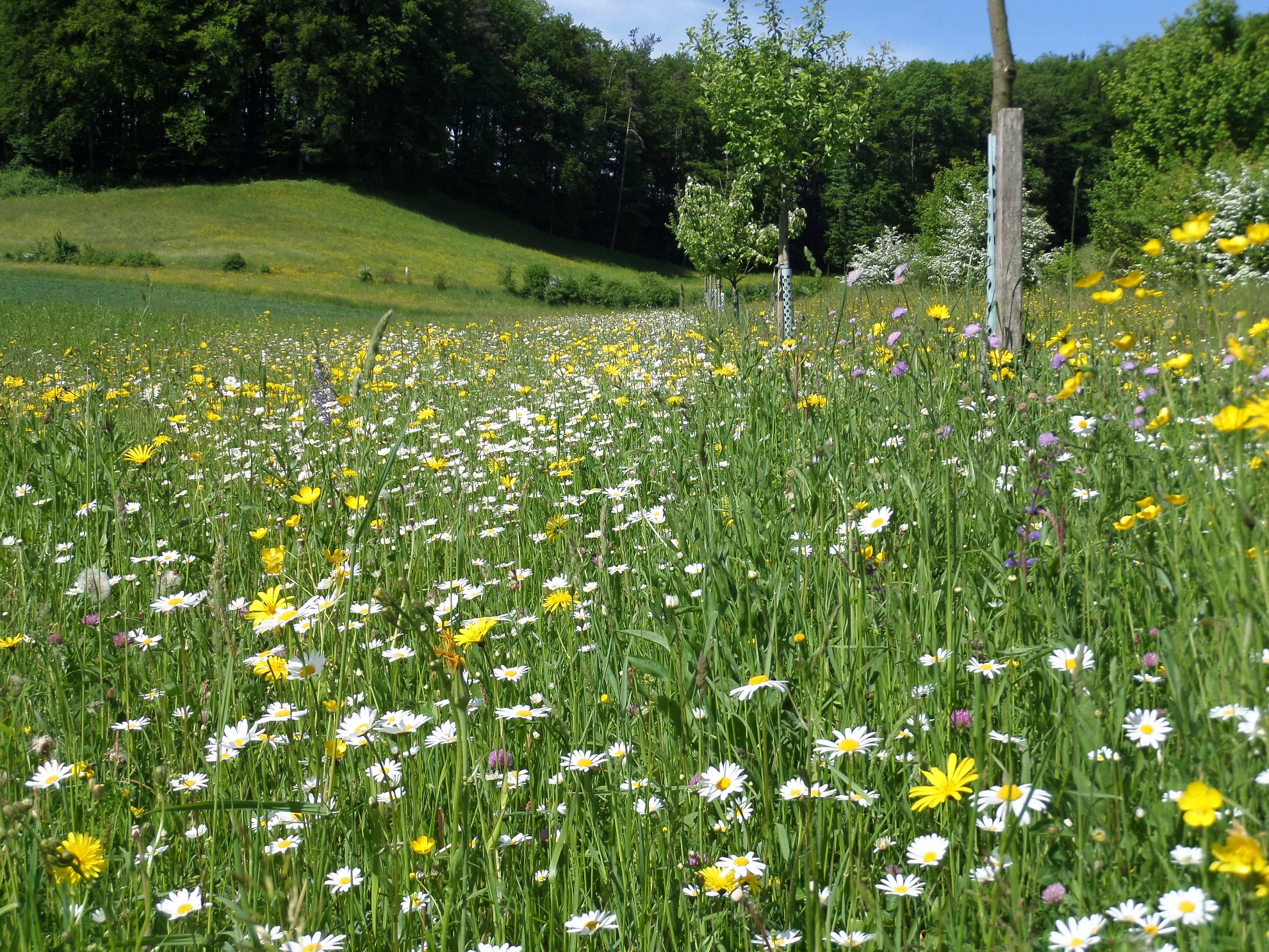 FB 20250408 Extsive Wiese