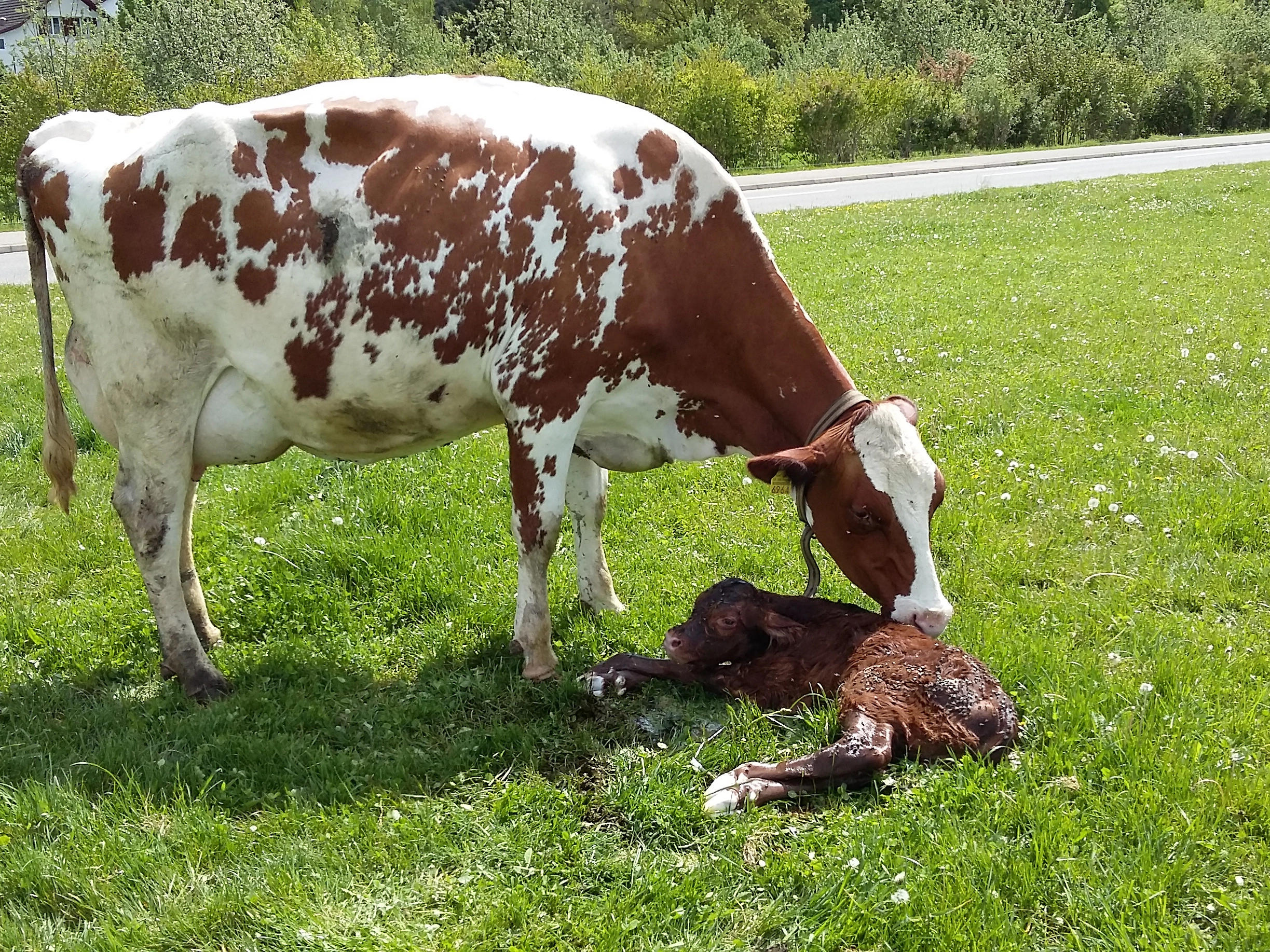 Kuh und Kalb auf Weide