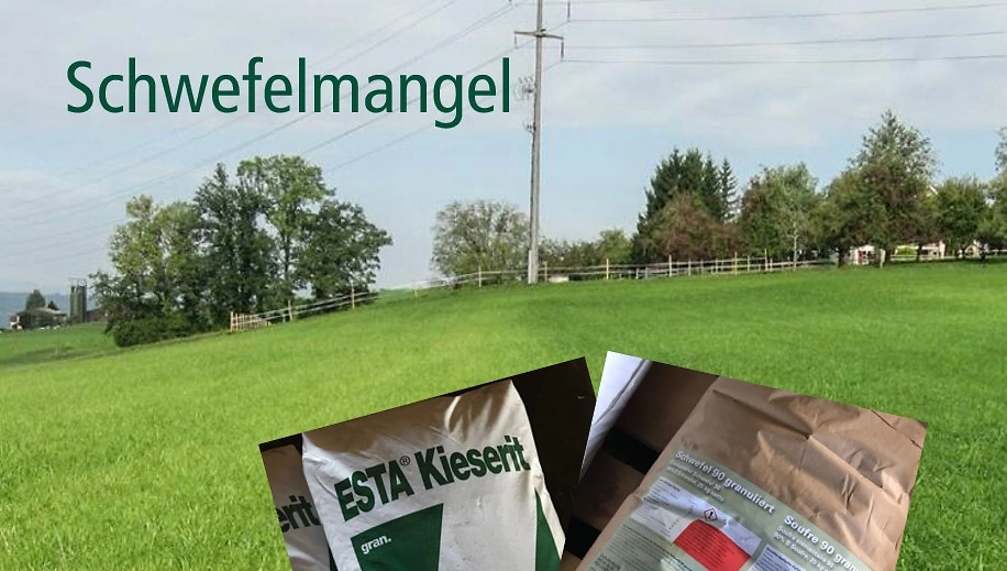 FB 250410 Schwefelmangel Grünland FB 250410 Schwefelmangel Grünland