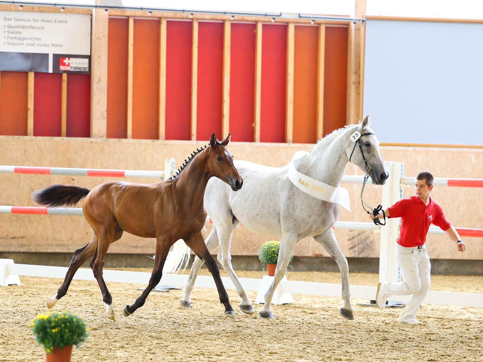 Z&uuml;chterh&ouml;ck Pferd am 20. M&auml;rz
