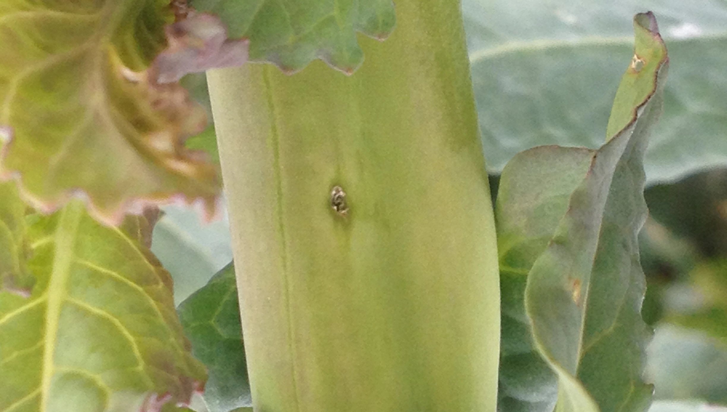 FB 250410 Rapsstängelrüssler Einstich