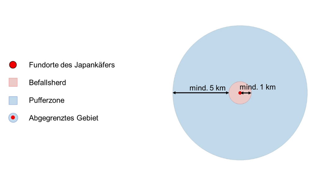 FB 250721 Tilgungsstrategie Japankäfer FB 250721 Tilgungsstrategie Japankäfer