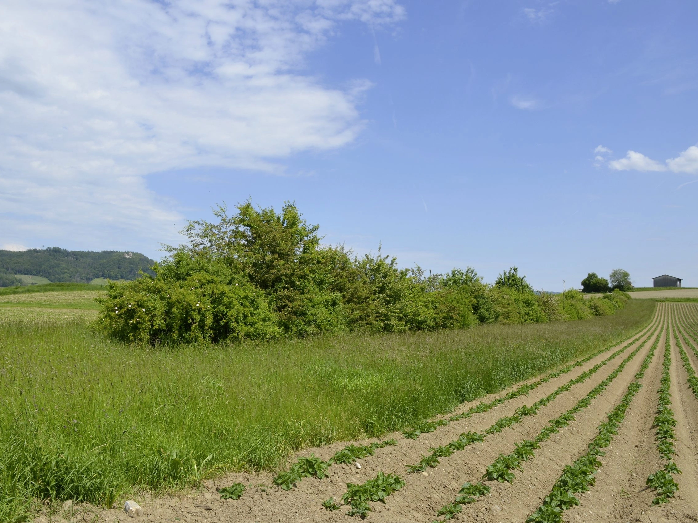 FB 250408 Hecke im Ackerland