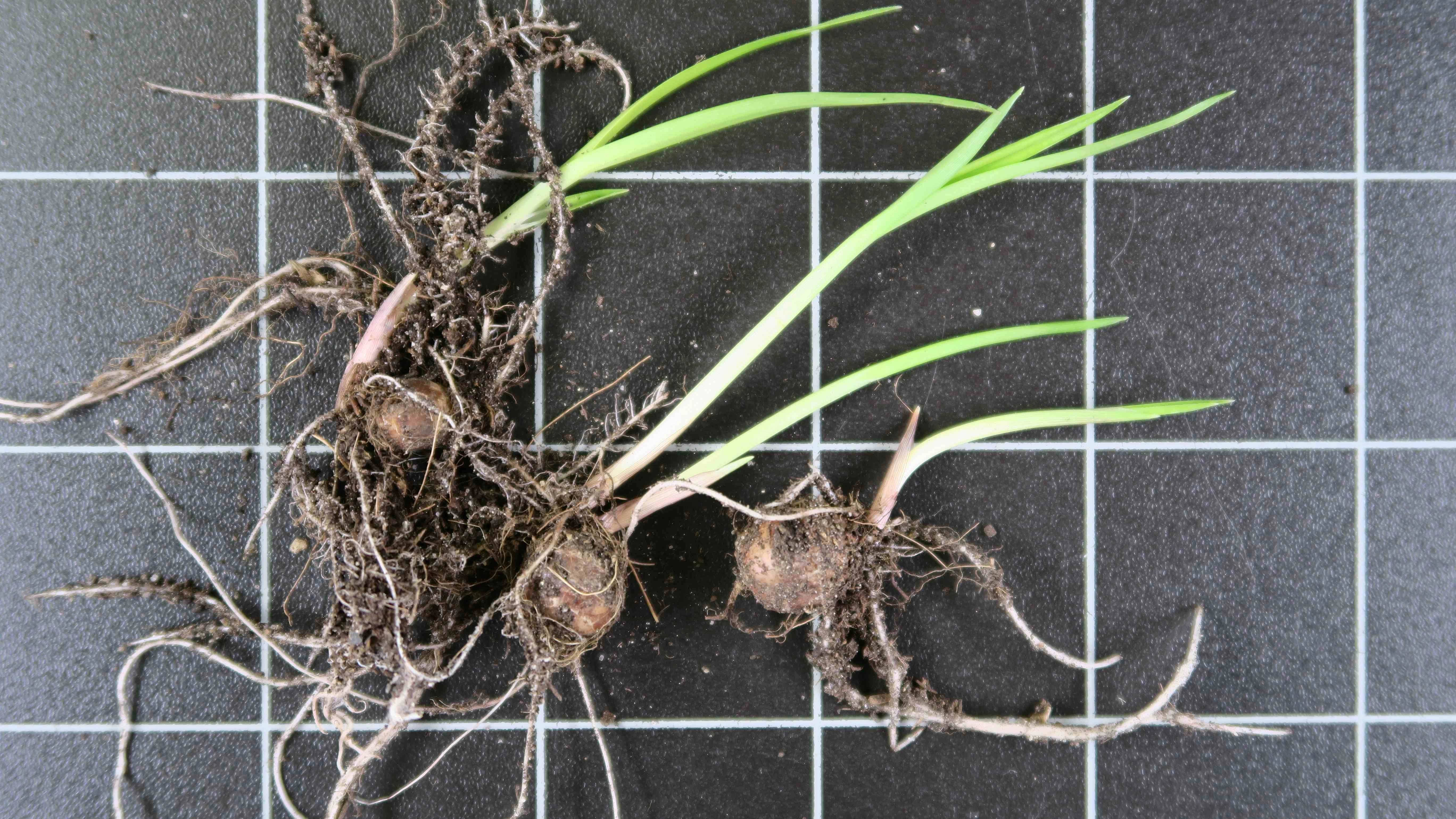 FB 250725 EMG keimende Mandeln