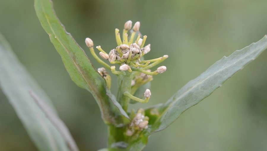 FB 250410 Glanzkäfer Schadbild