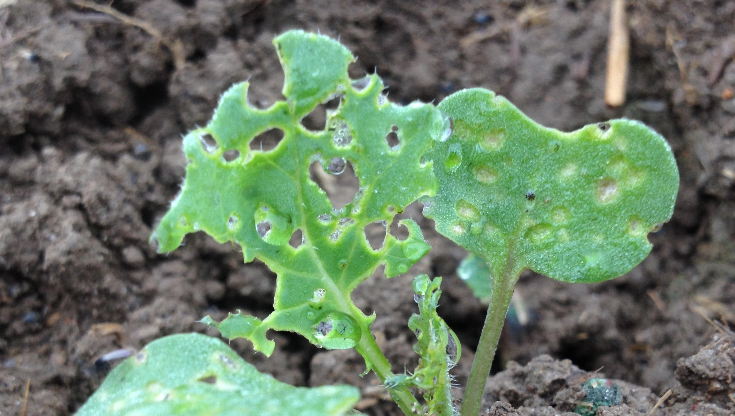 FB 250410 Rapserdfloh Schaden Keimblatt