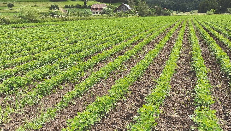 Schuerberg Soja1 (2)