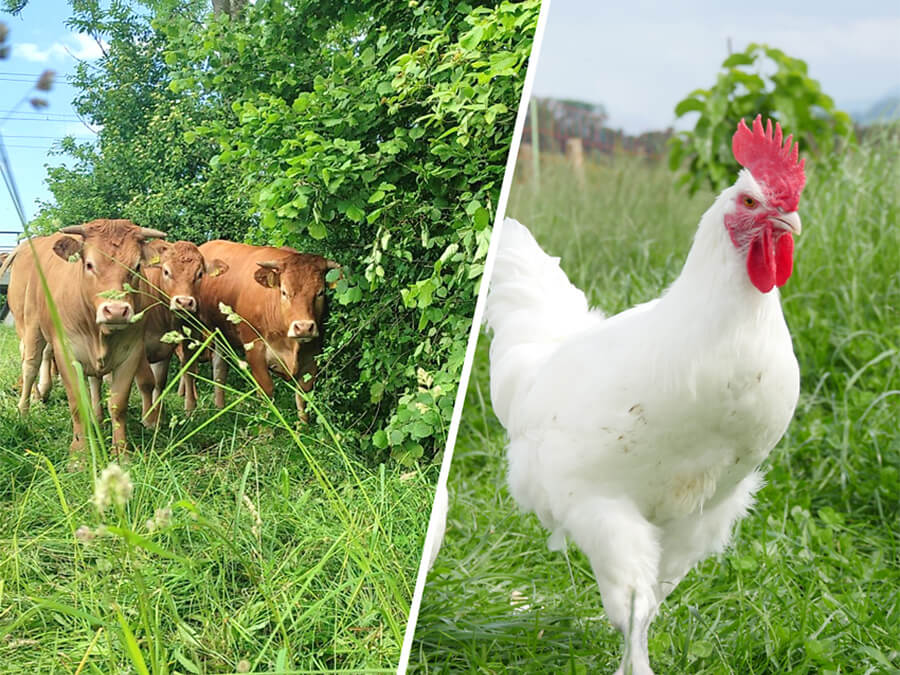 Bio Flurgang zu Agroforst, Weidepoulets und Mischkulturen am 24. Juni