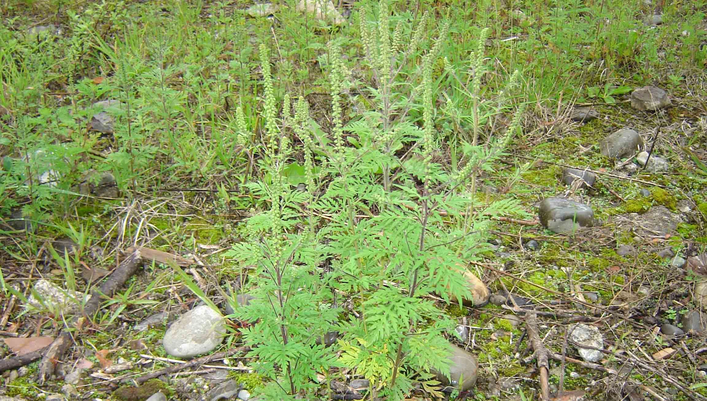 Ambrosiapflanze vor der Blüte