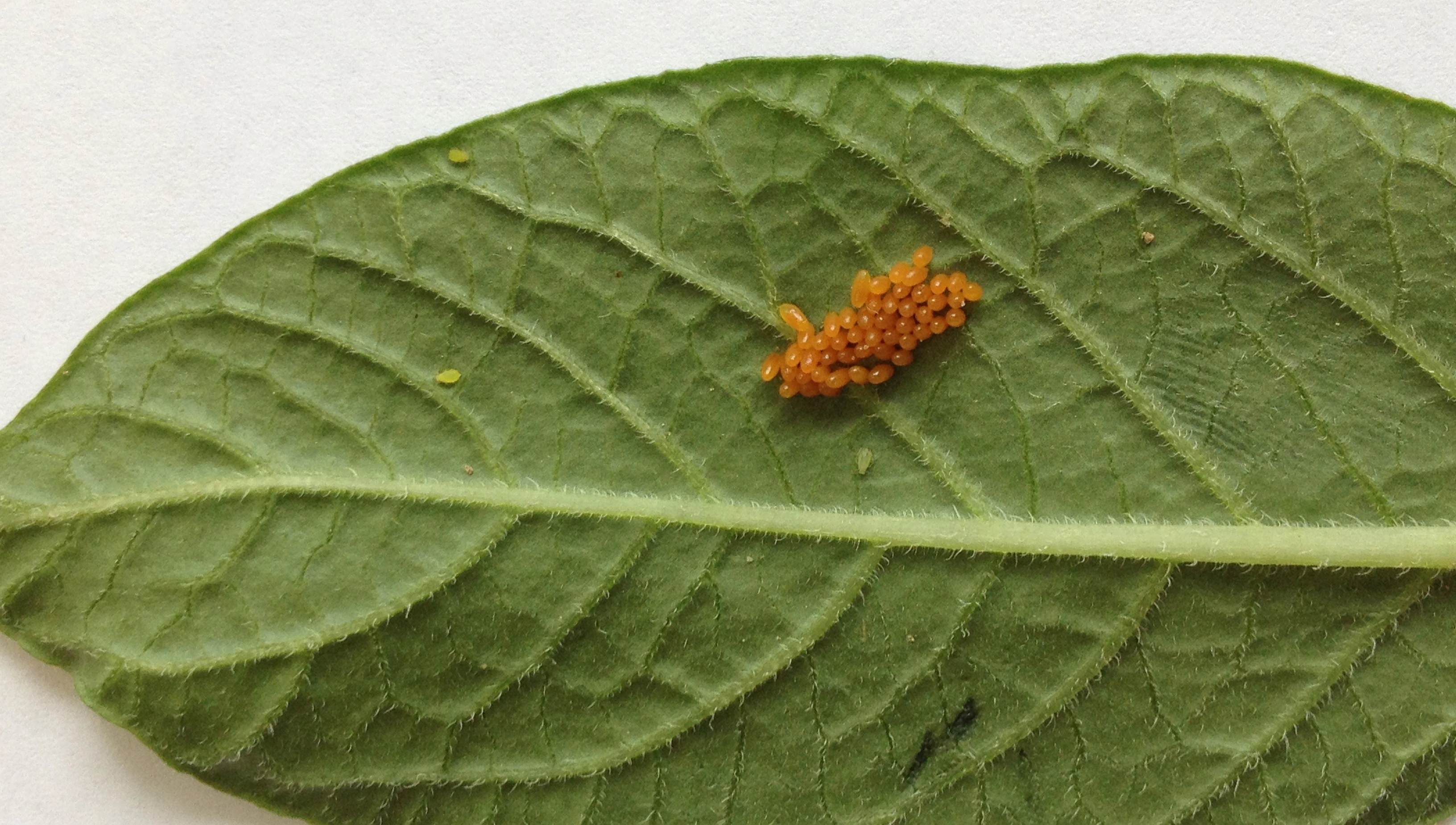 FB 250409 Kartoffelkäfer-Eier an Blatt
