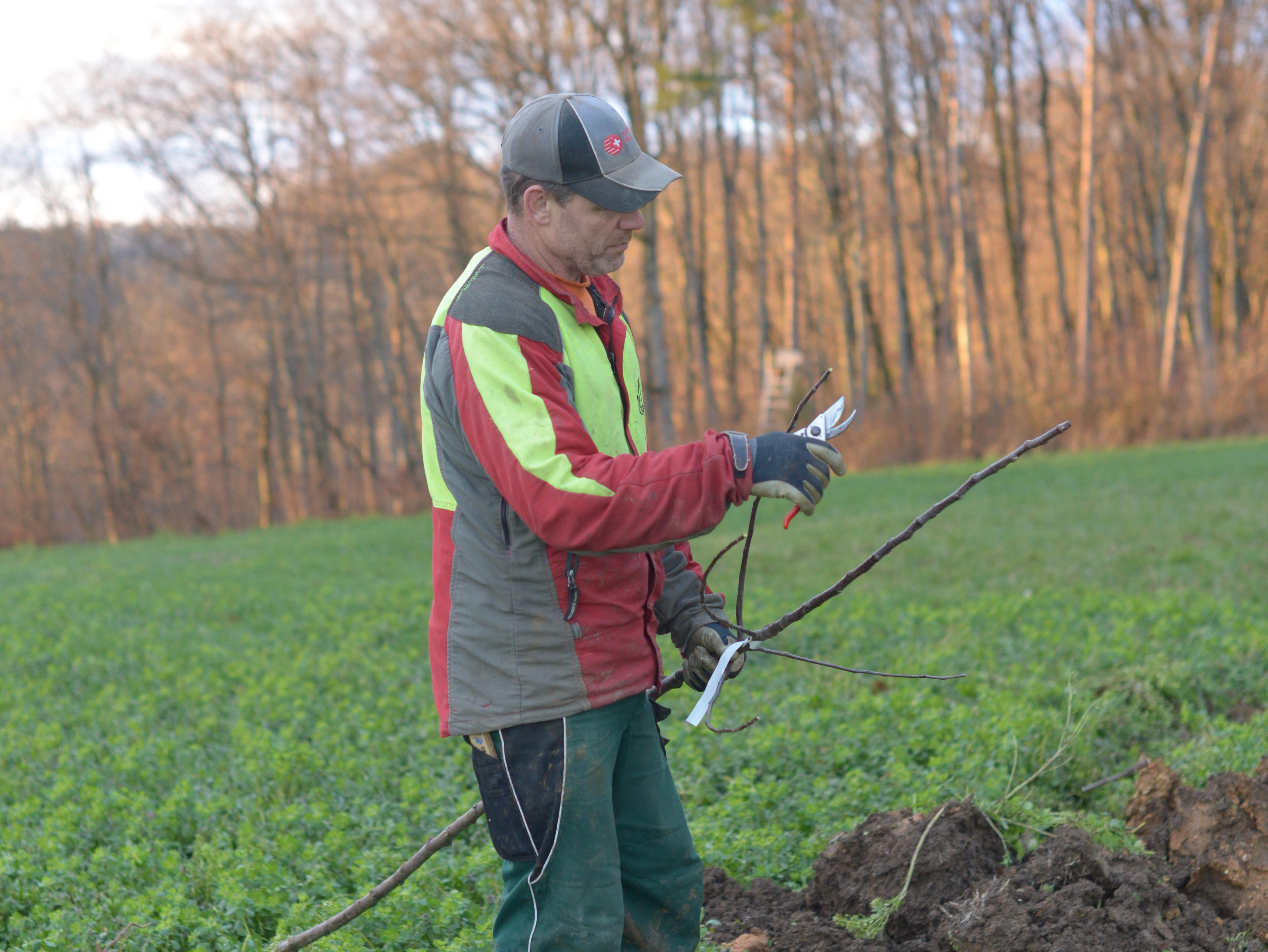 FB_190326_Agroforst_Treier