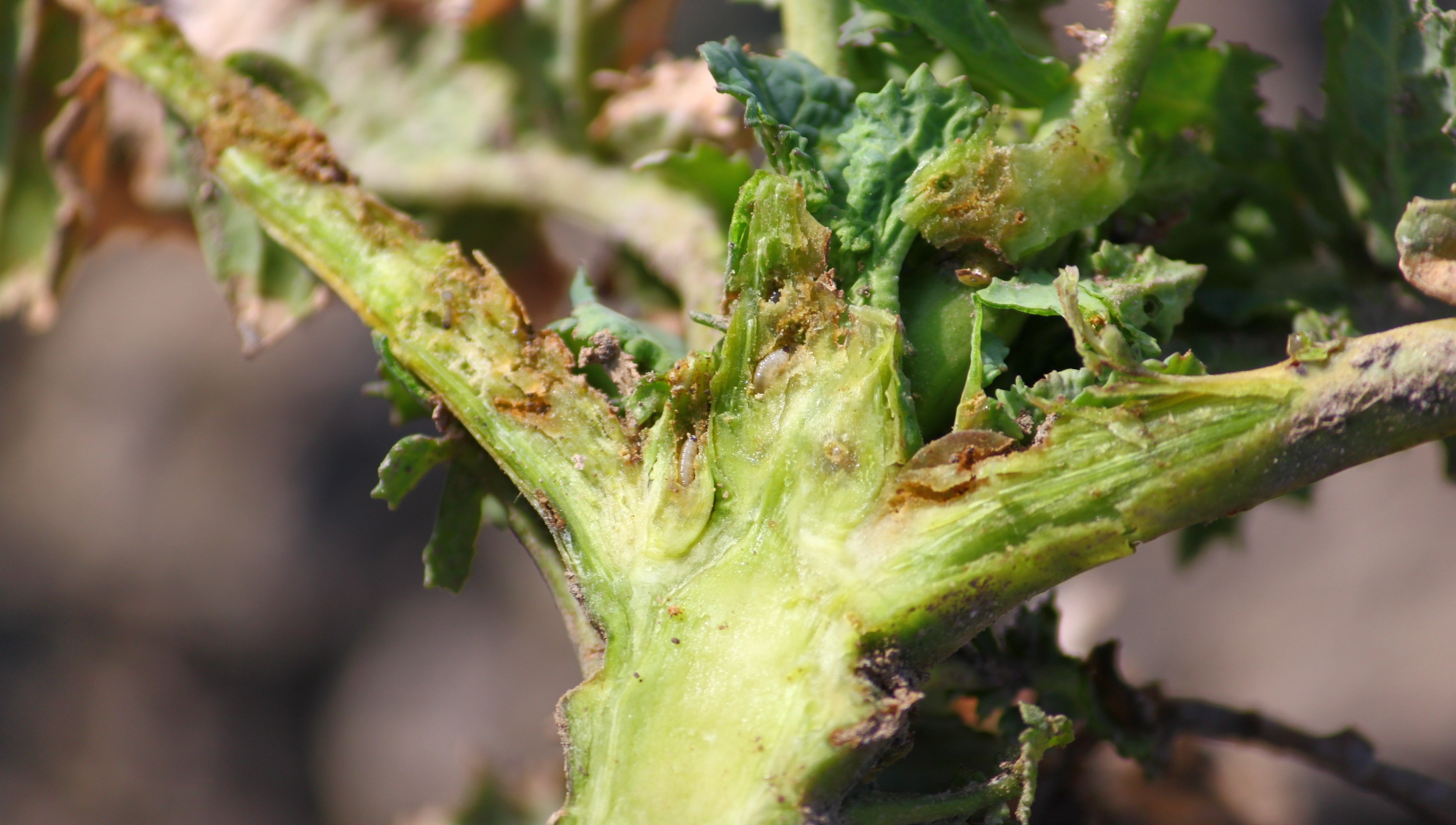 FB 250410 Rapserdfloh Larven in Pflanze