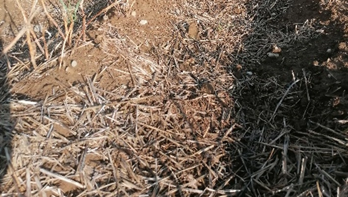 Strohmulch Verrottung Stroh