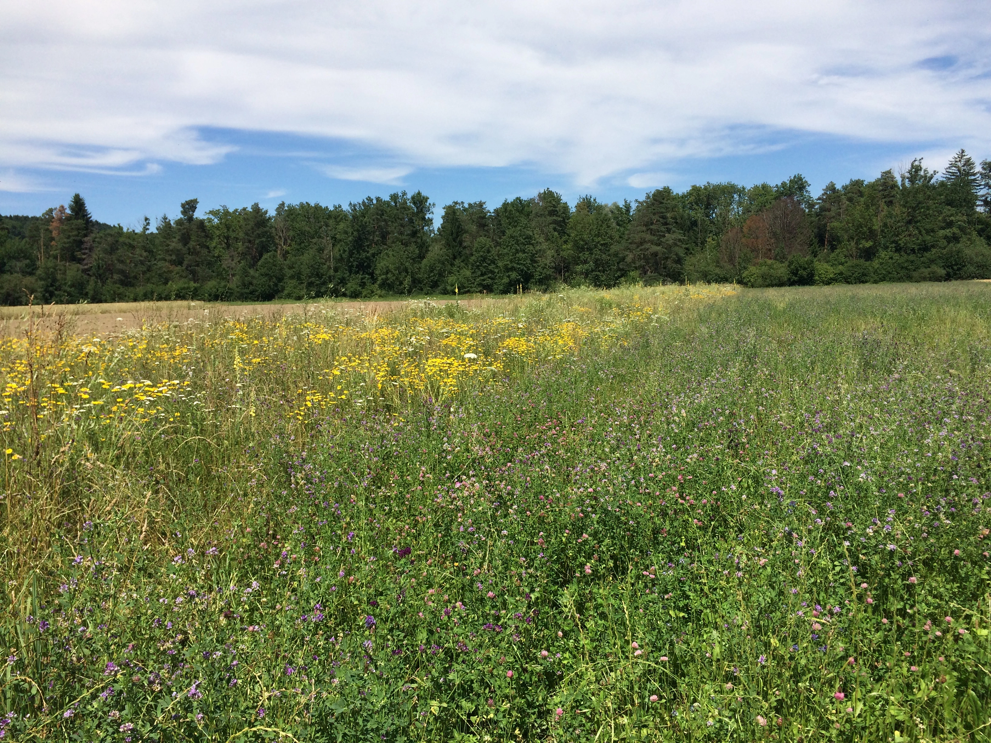 20170704 Bl&uuml;hstreifen f&uuml;r Best&auml;uber Kurs Zollikofen (17)