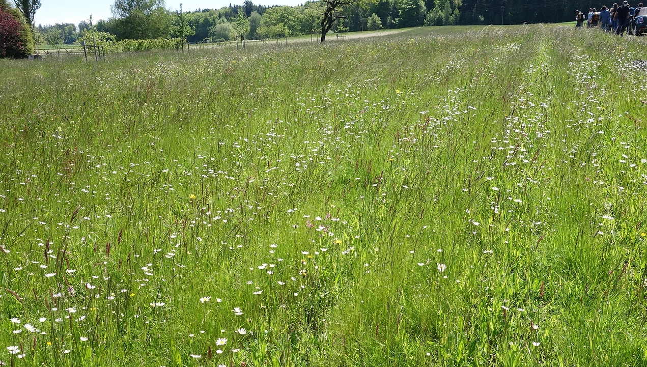Streifenfrässaat Originalbild