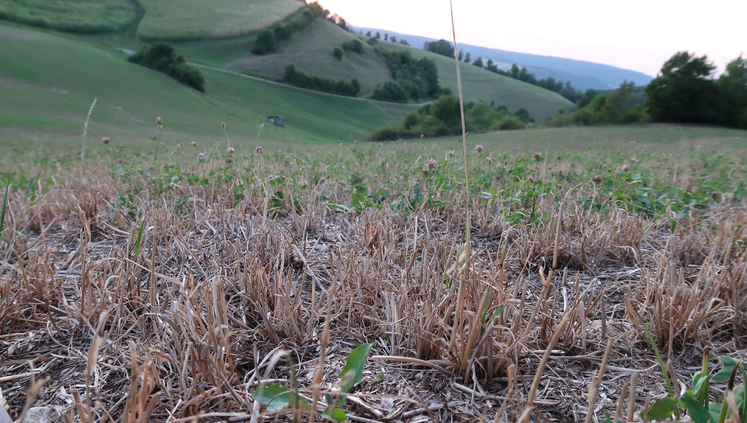 FB 250703 Trockenheit Schäden Futterbau (2)