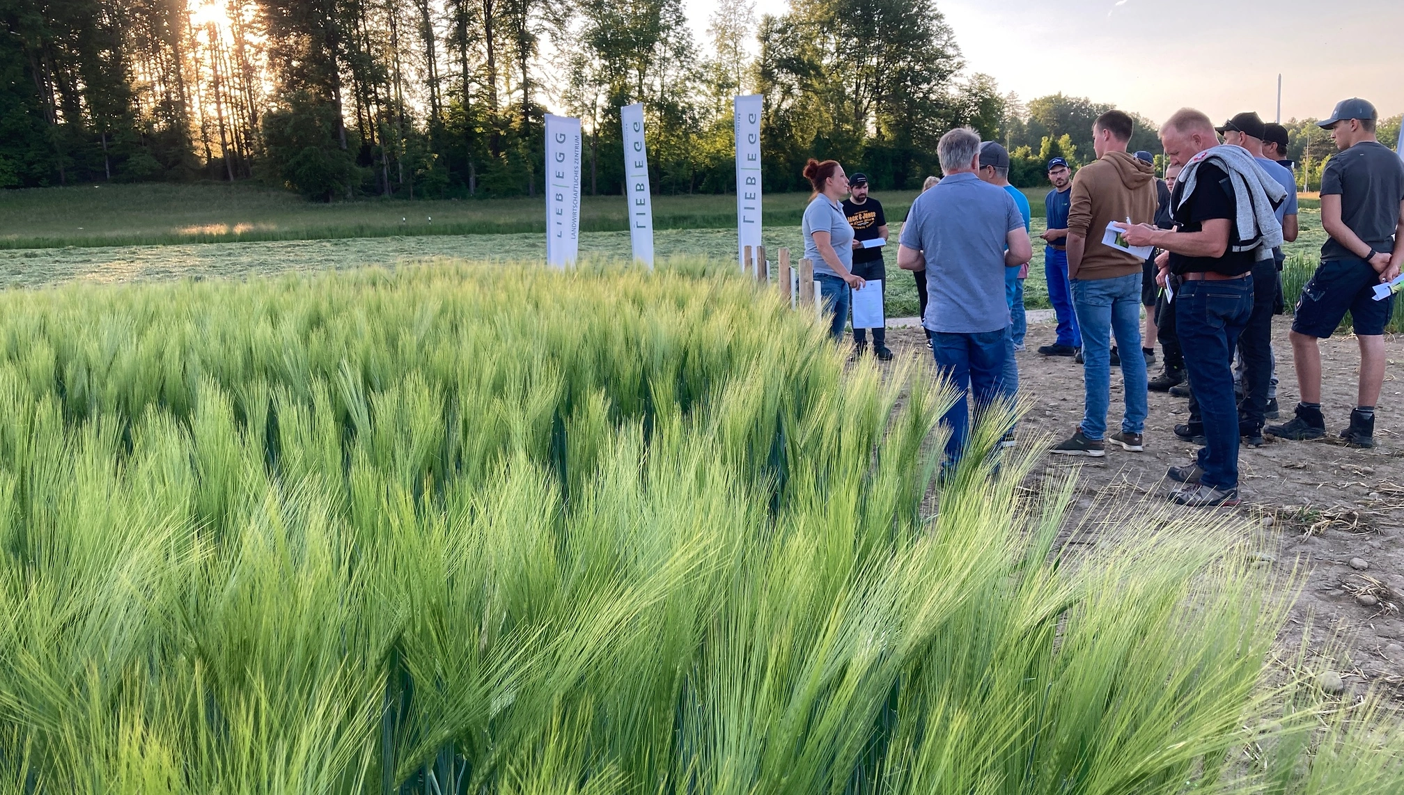 FB 250424 Gerste Flurgang