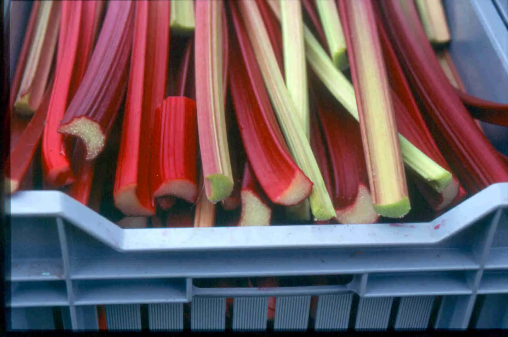 HW_250604_Ern&auml;hrung_Rhabarber