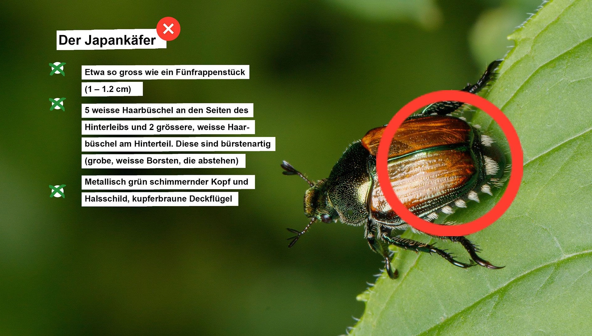 FB 250721 Japankäfer Erkennungsmerkmale FB 250721 Japankäfer Erkennungsmerkmale
