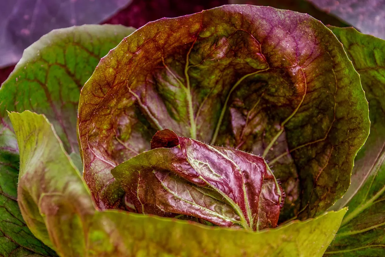 cabbage 3521400 1280 cabbage 3521400 1280
