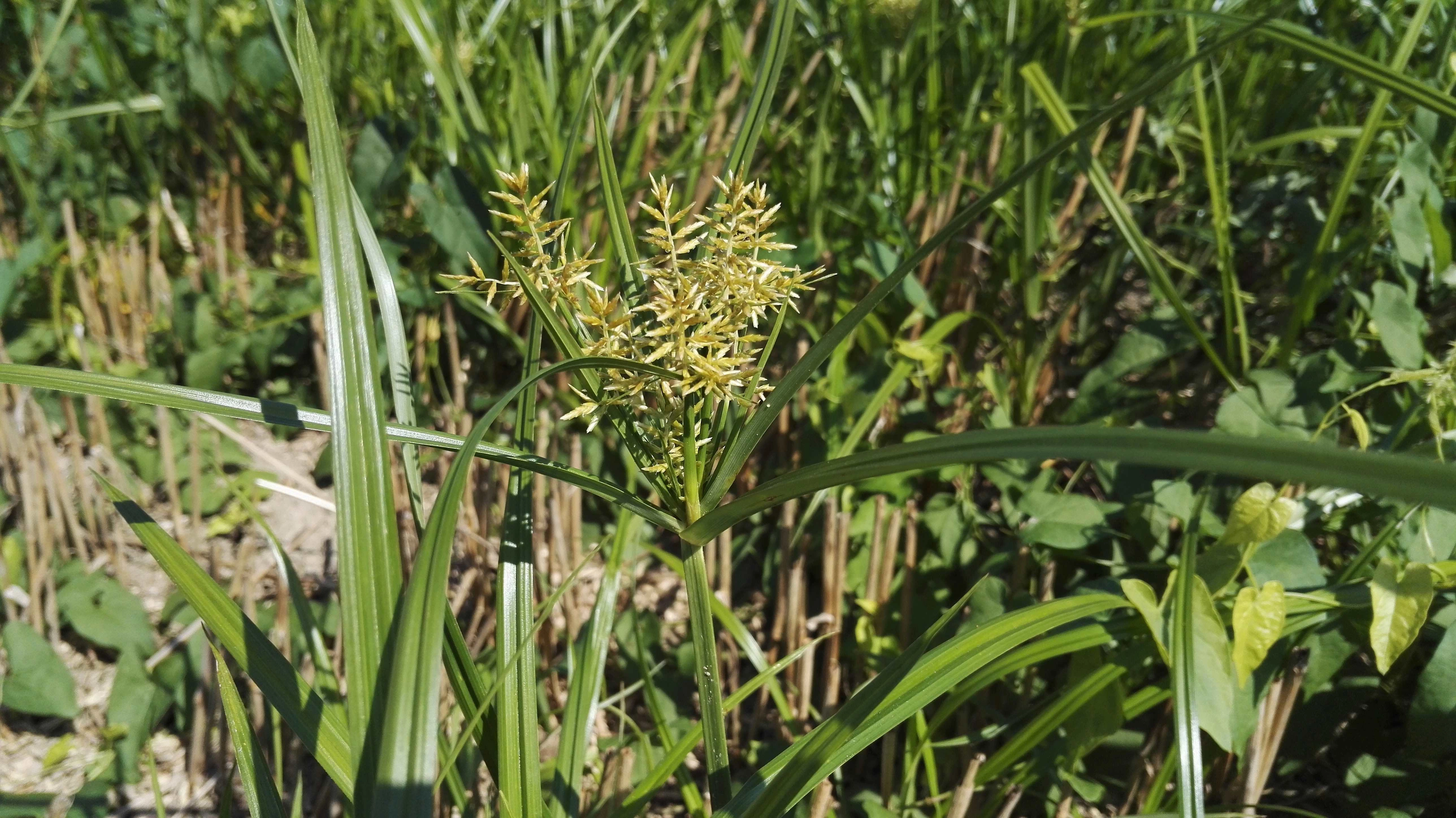 FB 250725 EMG Blüte