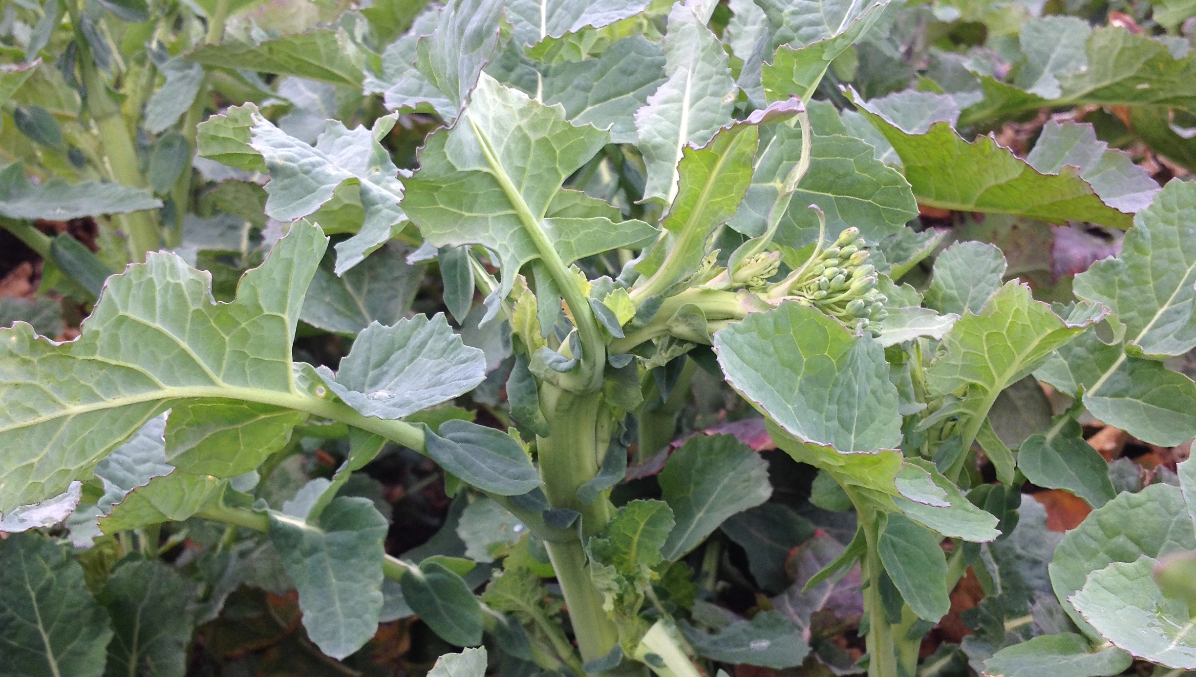 FB 250410 Rapsstängelrüssler Schadbild