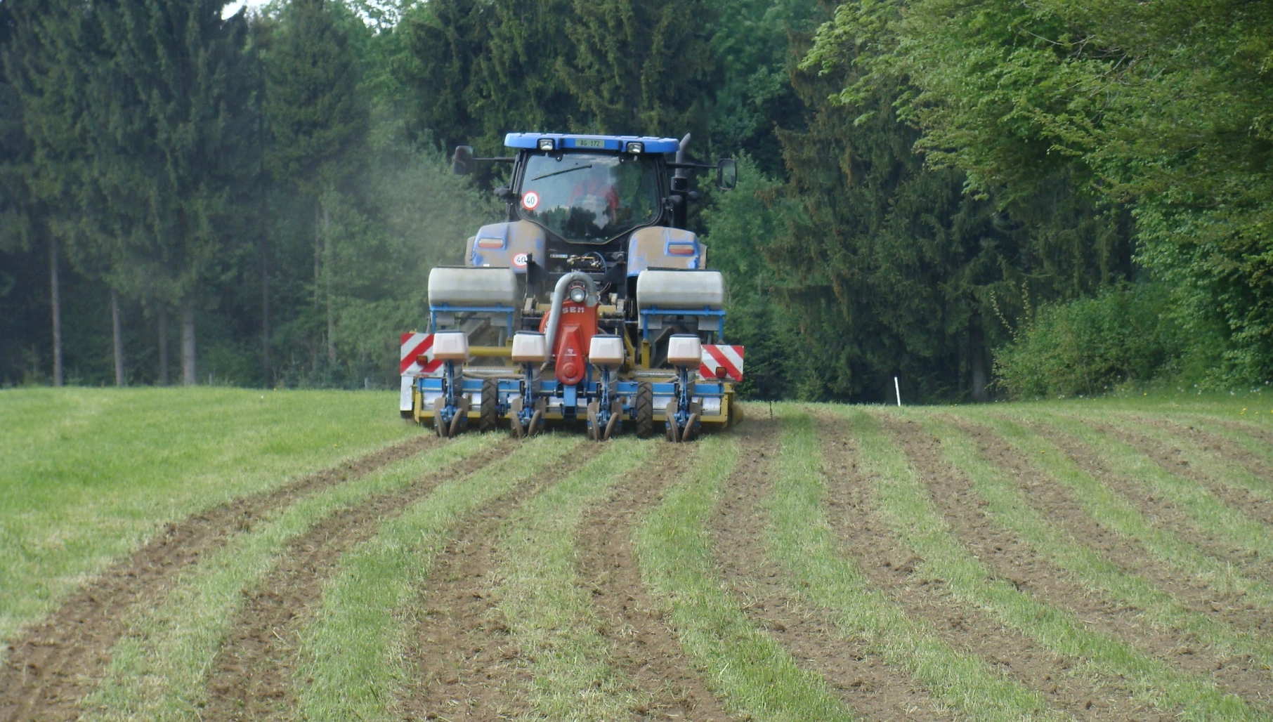 FB 250626 Streifenfr&auml;sssaat Mais