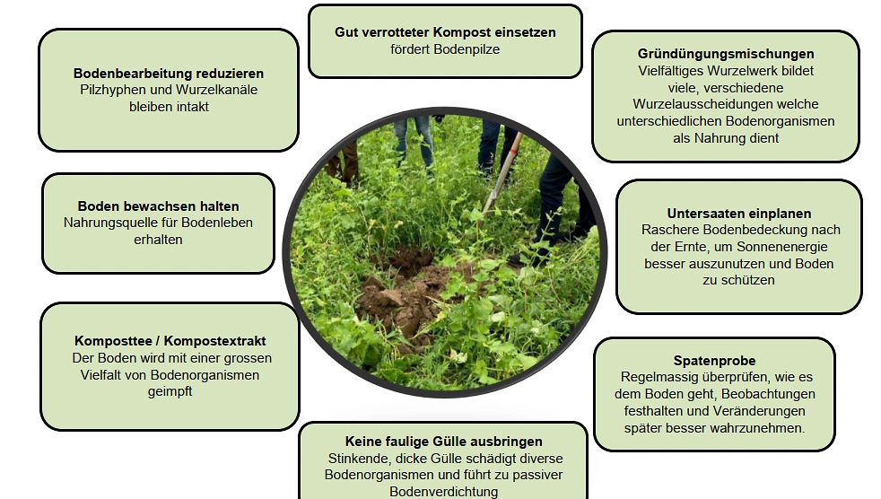 FB 250409 Wurzelausscheidungen