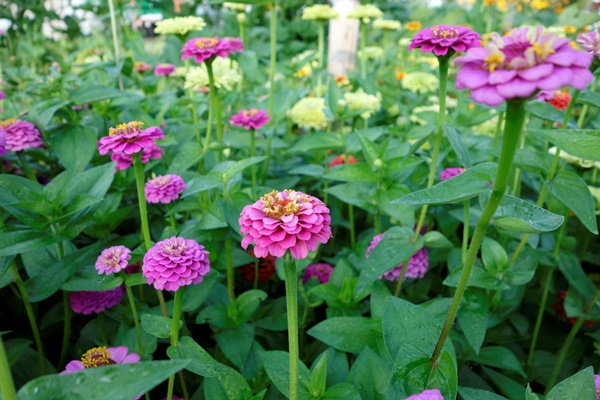Blumenmeer