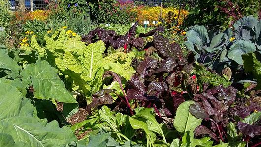Gartenkurs 2018